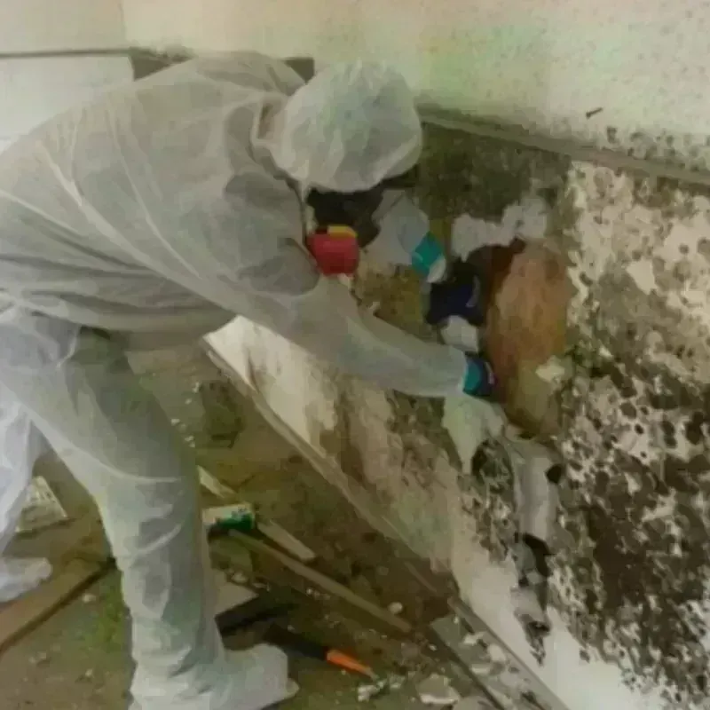 Mold Remediation and Removal in Wood County, WV